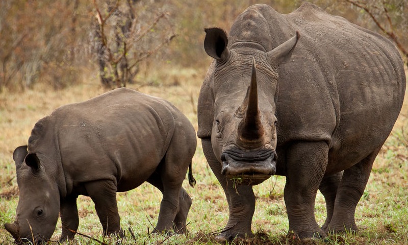 Amenazas del rinoceronte