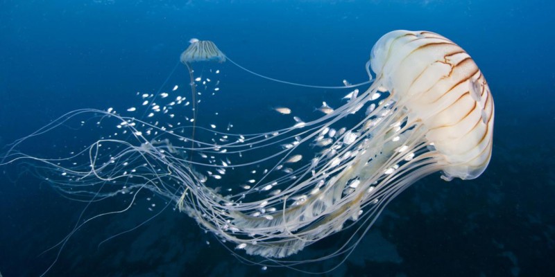 Cómo nacen las medusas