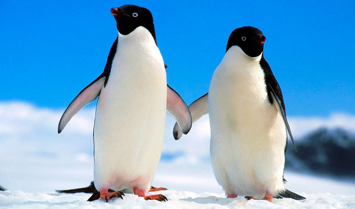 Resultado de imagen de pinguinos