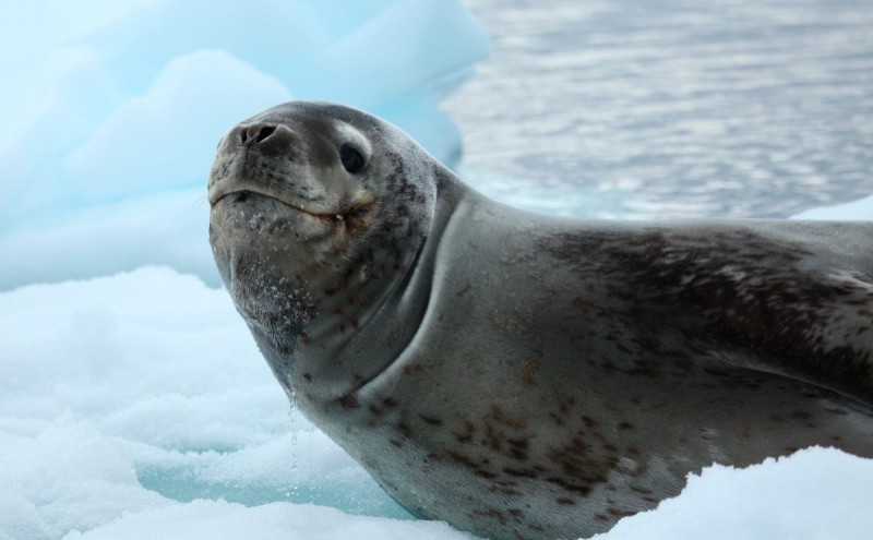 Donde viven las focas
