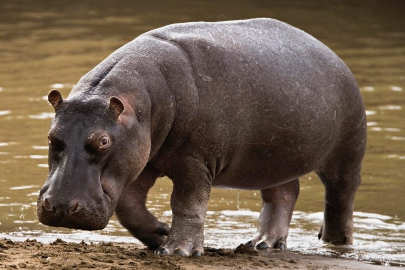 Dónde viven los hipopótamos