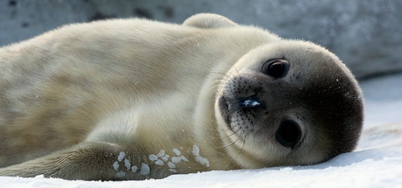 Fotos de focas