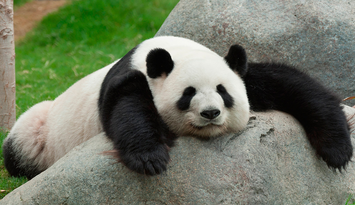 Imagenes de osos panda