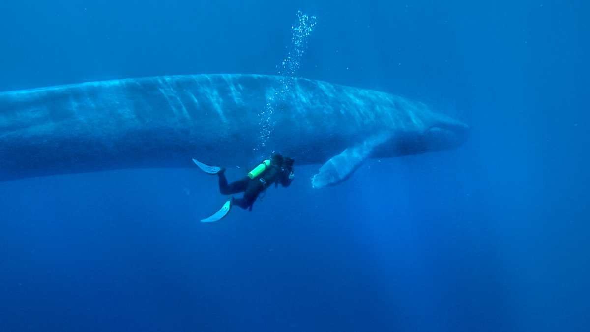 Animal más grande del mundo: Ballena azul
