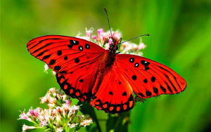Colores de las alas de las mariposas