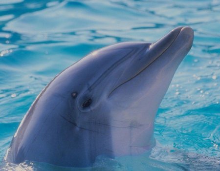 Delfines: Fondos de escritorio
