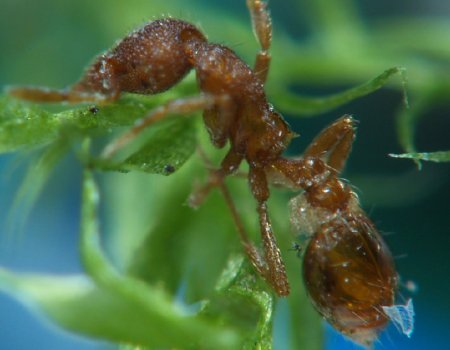 Fondos de animales: hormigas