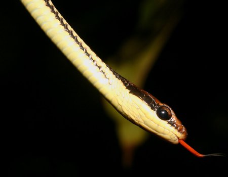 Fondos de animales: serpientes