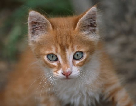 Wallpapers de gatos