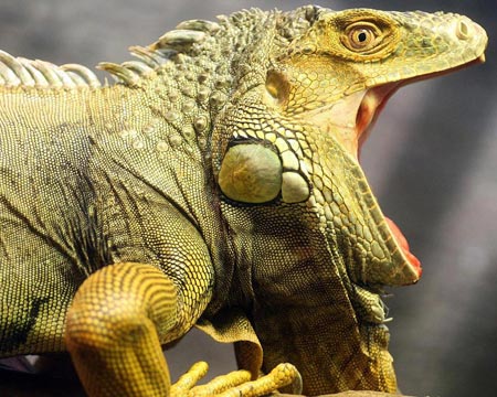 Fondos de iguanas