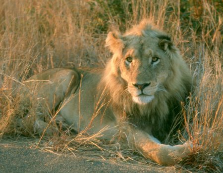 Fondos de leones