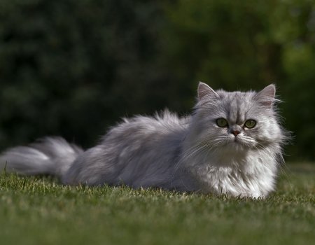 Fondos de pantalla de gatos