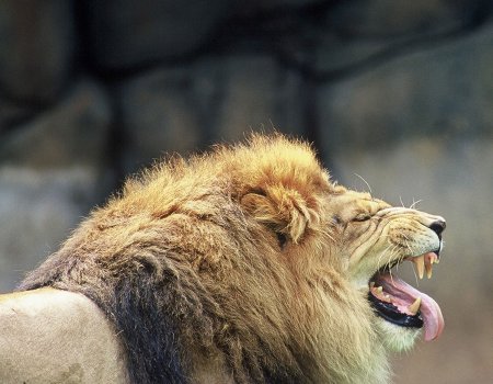 Fondos de pantalla de leones