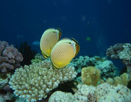 Fondos de pantalla: peces