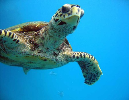 Fondos de pantalla de tortugas