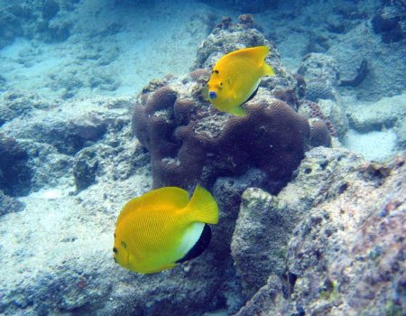 Wallpapers de peces