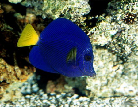 Fondos de peces