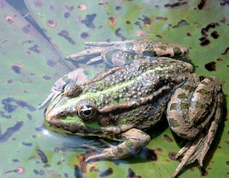 Fondos de ranas
