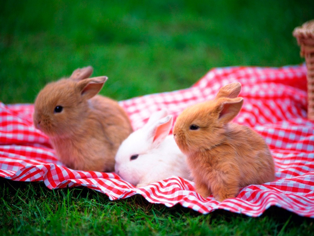 http://www.anipedia.net/images/fotos-conejos-enanos.jpg