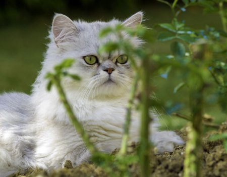 Gatos: Fondos de escritorio