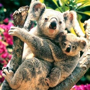 Imágenes de animales: Koala