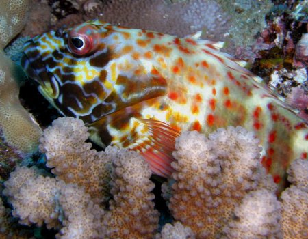 Peces: fondos de escritorio