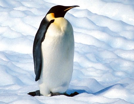 pinguinos-fondos-pantalla-p.jpg