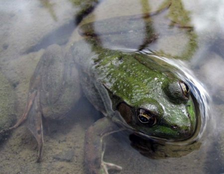 Ranas: fondos de escritorio