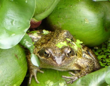 Ranas: fondos de pantalla