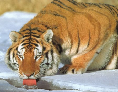 Fondos de pantalla de tigres