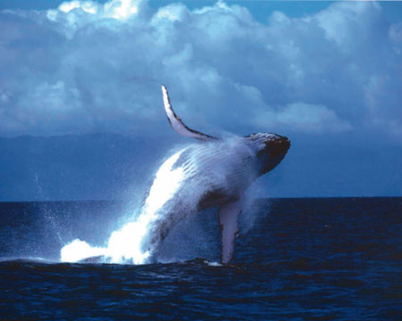 Wallpapers de ballenas