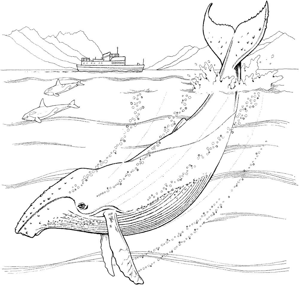 Ballena azul y orcas