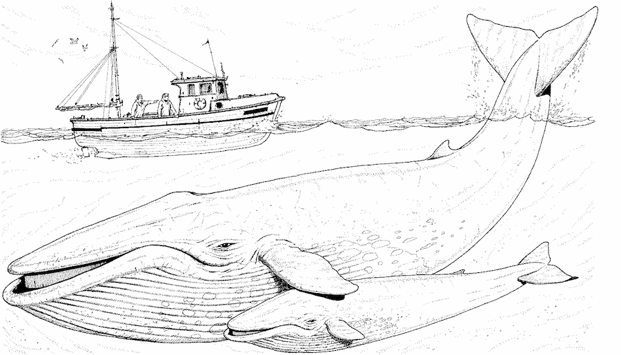 Ballena azul y pesquero