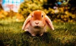 7 ideas para hacer juguetes caseros para conejos
