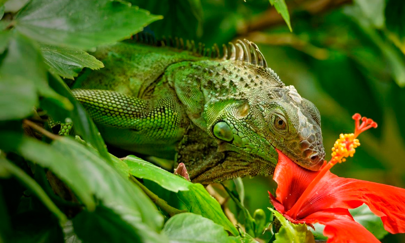 Alimentación de las iguanas