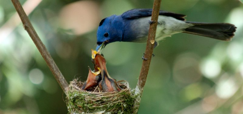 Alimentación de los pájaros