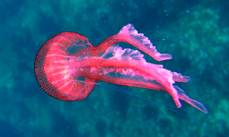 Amenazas de las medusas
