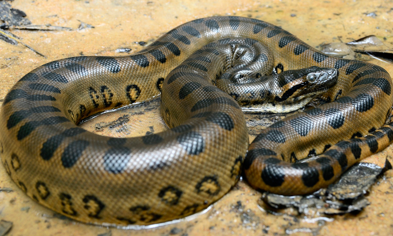Anacondas