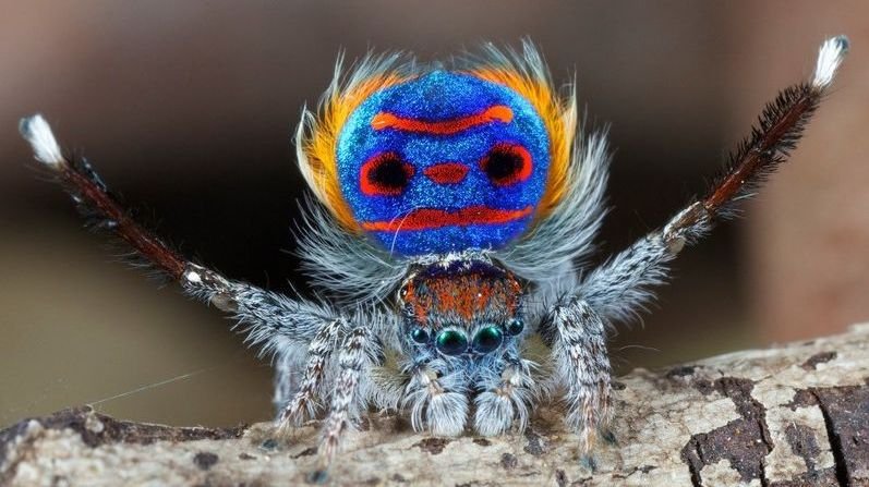 Arañas pavo real