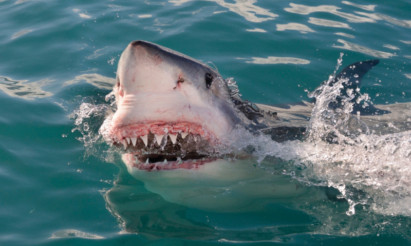 Ataques de tiburones