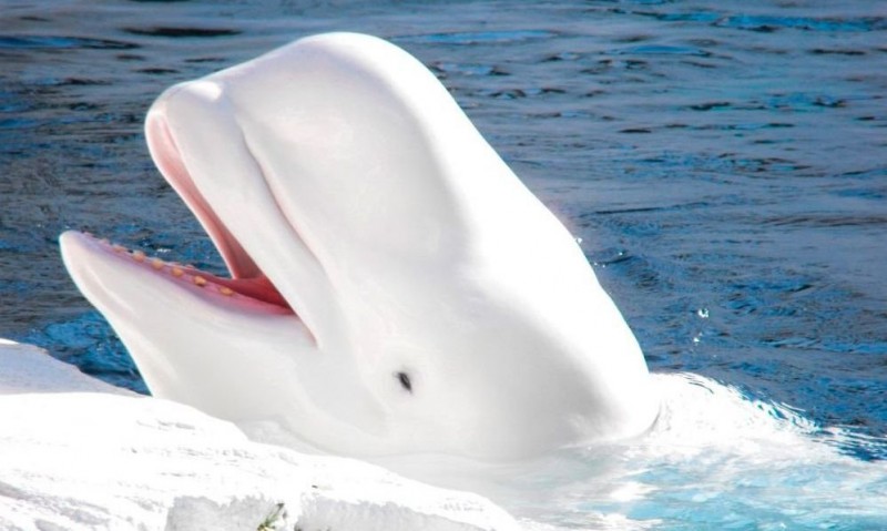 Ballenas beluga