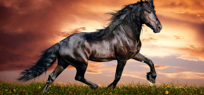 ¿Qué comen los caballos?: Consejos para mantener el peso ideal