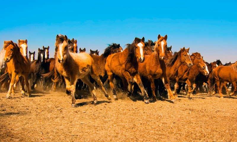 Caballos Mustang