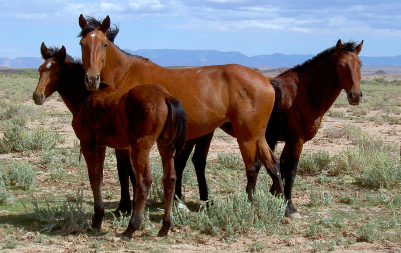 Características físicas de los caballos Mustang
