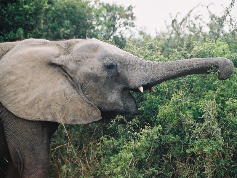Características generales de la trompa del elefante