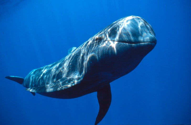 Características generales de las ballenas