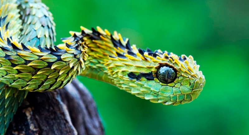 Características de las serpientes
