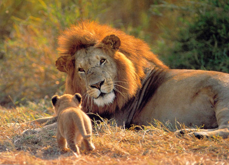 LE N Panthera Leo Caracter sticas Rugido Qu Comen 
