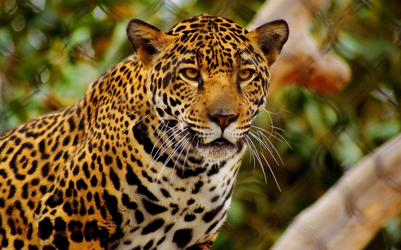 Características generales de los leopardos
