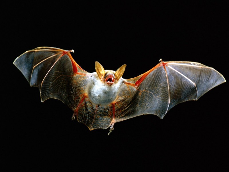 Características de los murciélagos